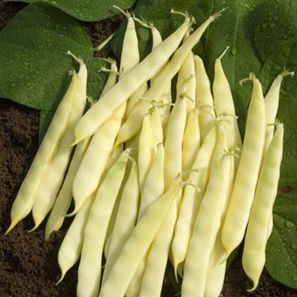 Bean Serpedor - Bloom