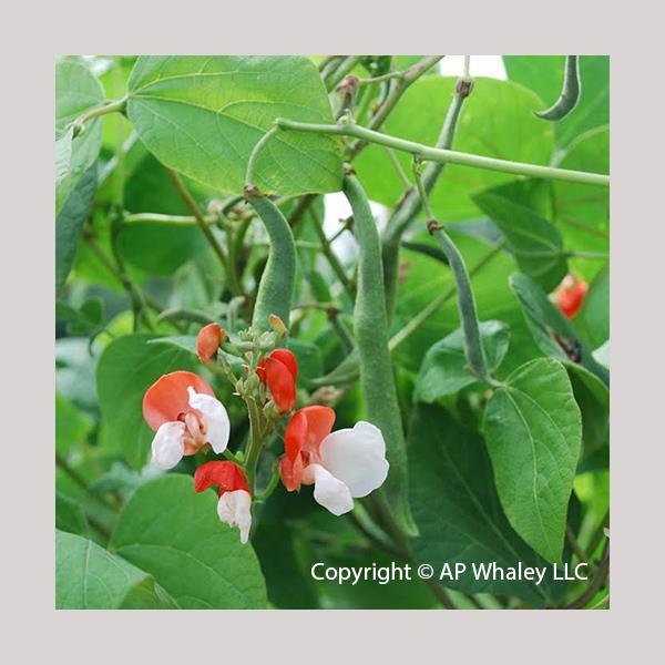 Bean Painted Lady Runner - Bloom