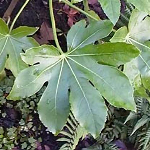 Aralia Other Fatsia Japonica - Bloom