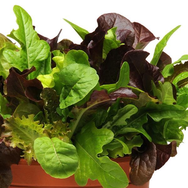 SimplySalad® City Garden Mixture - Bloom