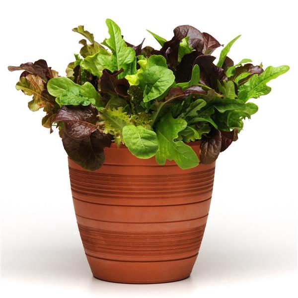 SimplySalad® Other City Garden Mixture - Container