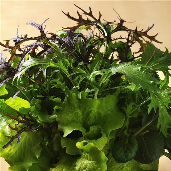 SimplySalad® Global Gourmet Mixture - Bloom