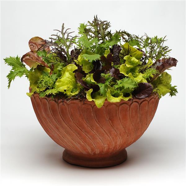 SimplySalad® Other Global Gourmet Mixture - Container