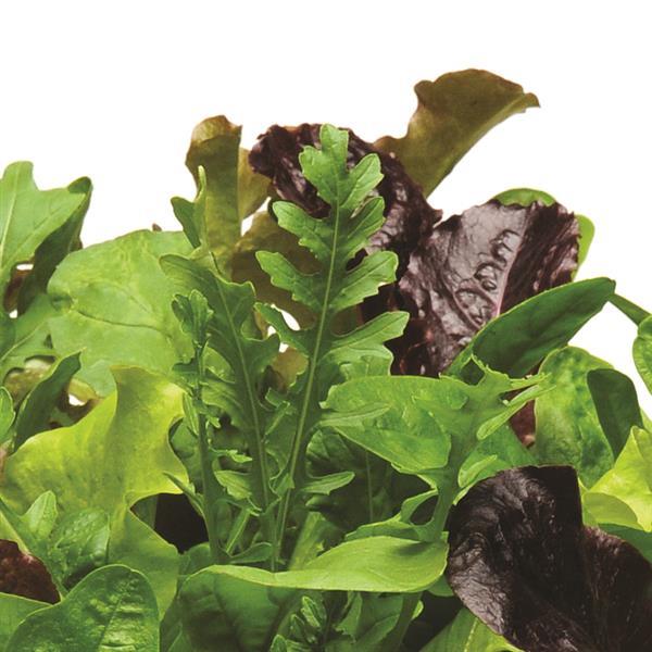 SimplySalad® Alfresco Mixture - Bloom