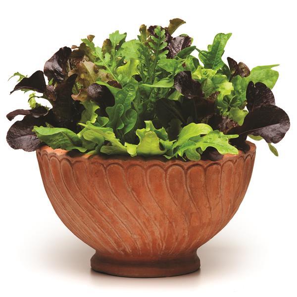 SimplySalad® Other Alfresco Mixture - Container