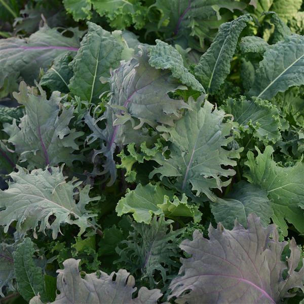 SimplySalad® Other Kale Storm Mixture - Bloom