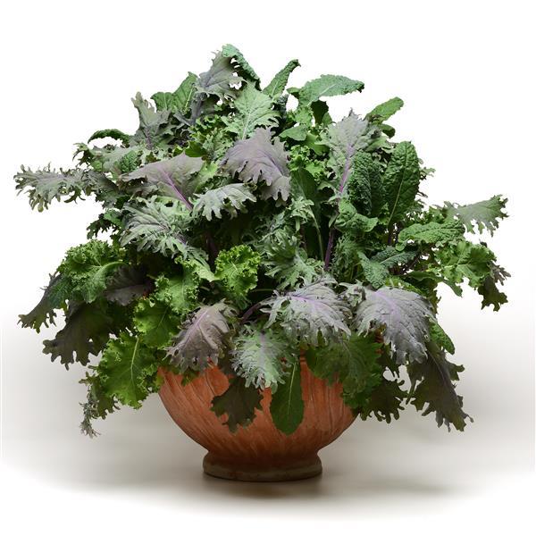 SimplySalad® Other Kale Storm Mixture - Container