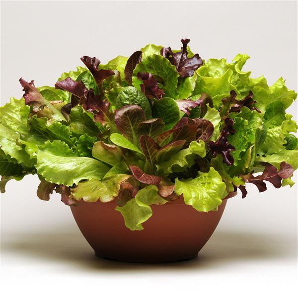 SimplySalad® Summer Picnic Mixture - Bloom