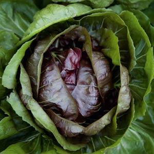 Lettuce Palermo Radicchio - Bloom