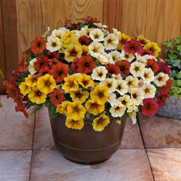 PLANT NAME Container