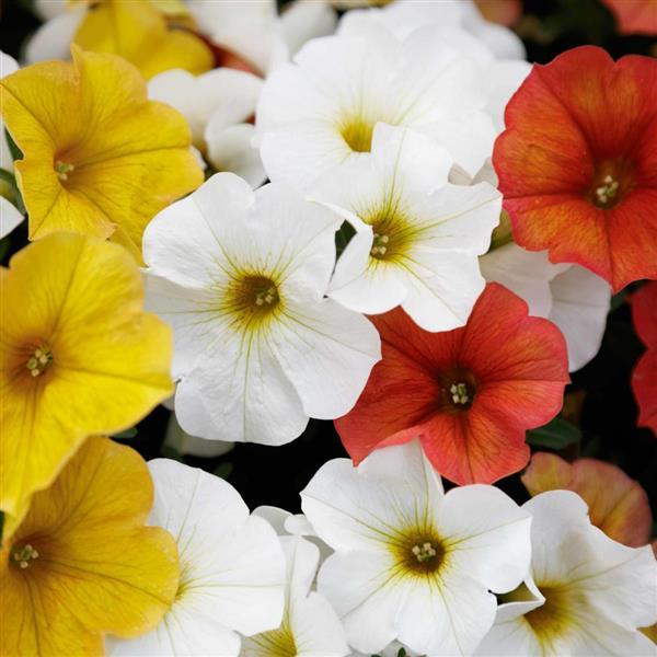 PLANT NAME Bloom