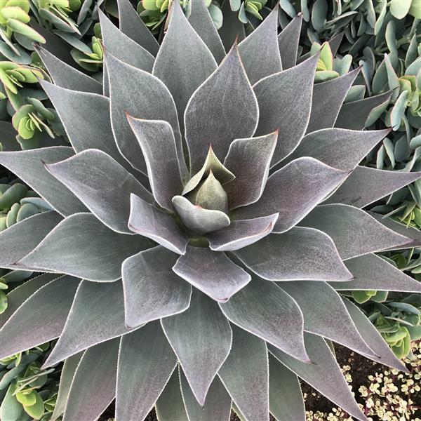 Mangave Art & Sol Lavender Lady - Bloom