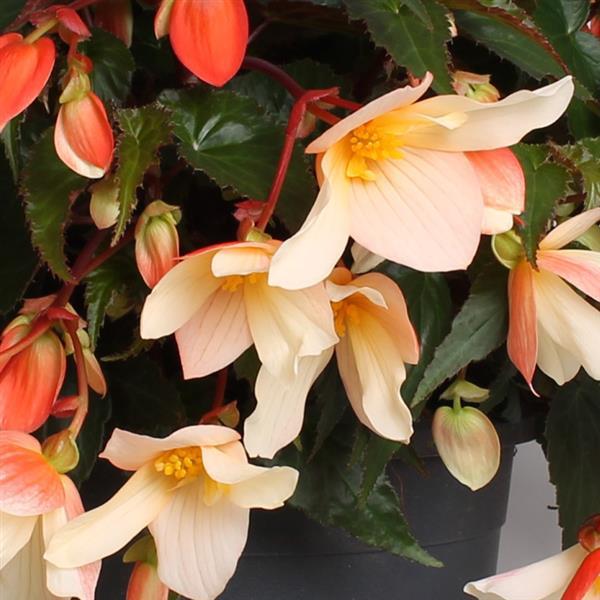 Begonia Boliviensis Rivulet® Blush - Bloom