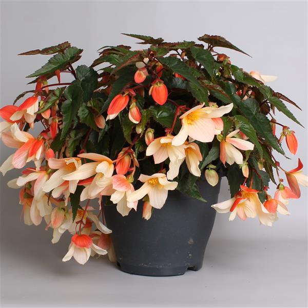 Begonia Boliviensis Rivulet Blush - Container