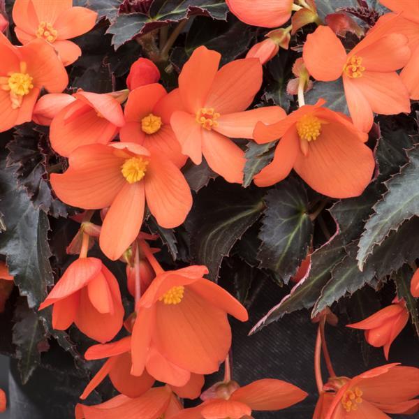 Begonia Boliviensis Rivulet® Orange - Bloom