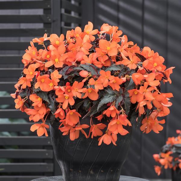 Begonia Boliviensis Rivulet Orange - Container