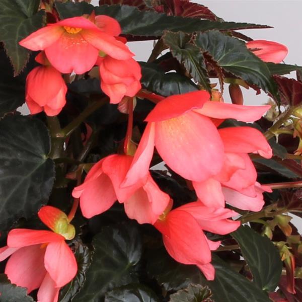 Begonia Boliviensis Rivulet® Pink - Bloom