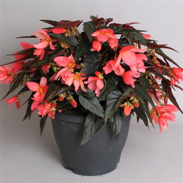 Begonia Boliviensis Rivulet Pink - Container