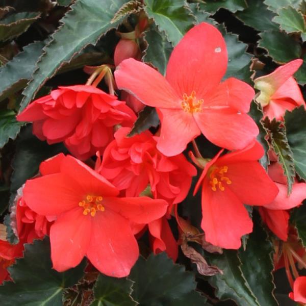 Begonia Boliviensis Rivulet Deep Rose - Bloom