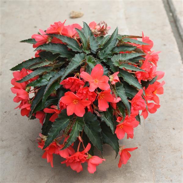 Begonia Boliviensis Rivulet Deep Rose - Container