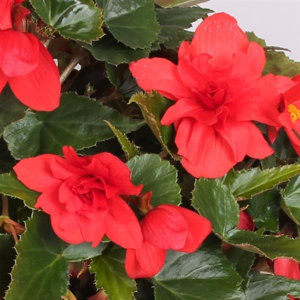 Begonia Boliviensis Rivulet® Double Red - Bloom