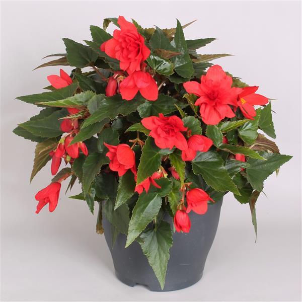 Begonia Boliviensis Rivulet Double Red - Container