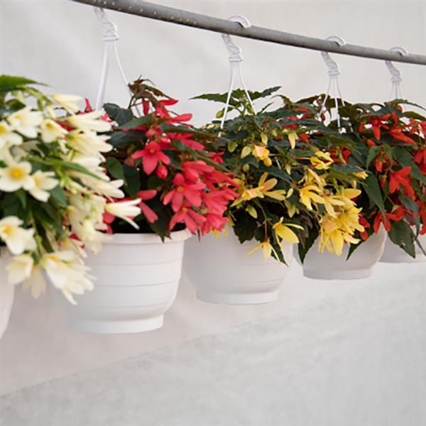 Begonia Groovy Mix - Bloom