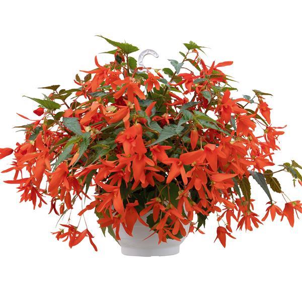 Begonia Groovy Orange - Basket