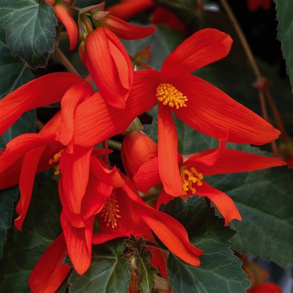 Begonia Groovy Orange - Bloom