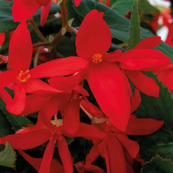 Begonia Groovy Red - Bloom