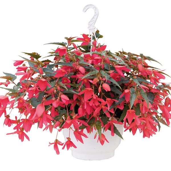 Begonia Groovy Rose - Basket