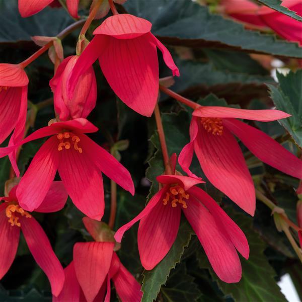 Begonia Groovy Rose - Bloom