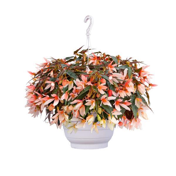 Begonia Groovy Salmon Bicolor - Basket