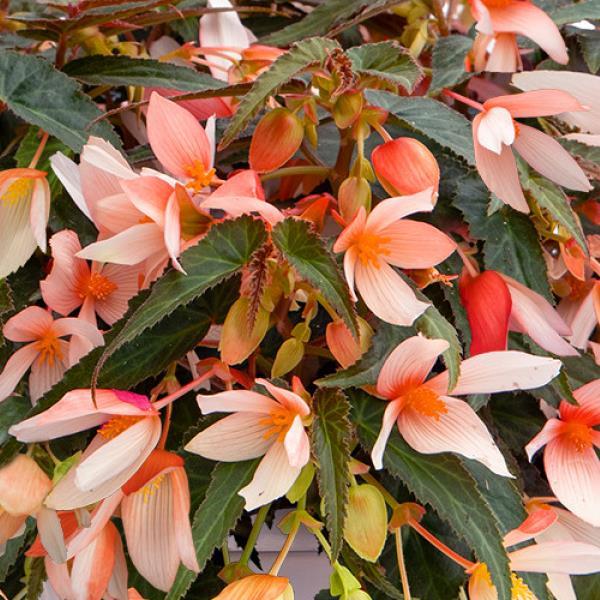 Begonia Groovy Salmon Bicolor - Bloom