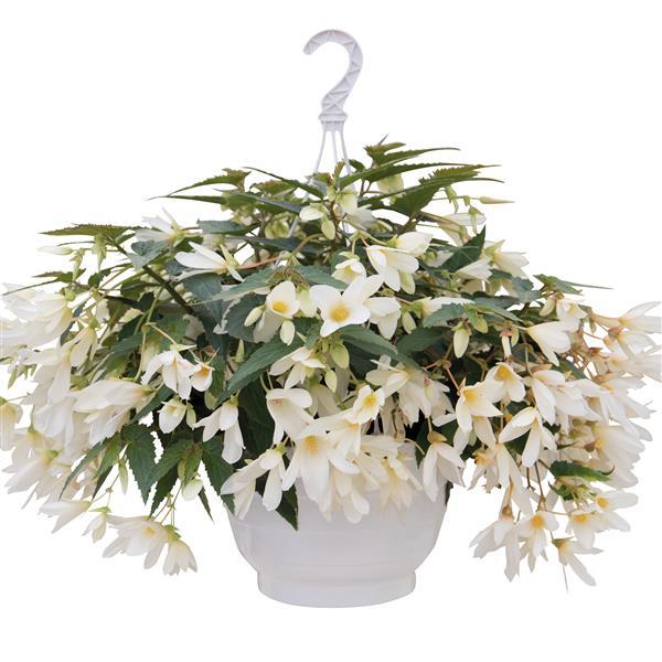 Begonia Groovy White - Basket