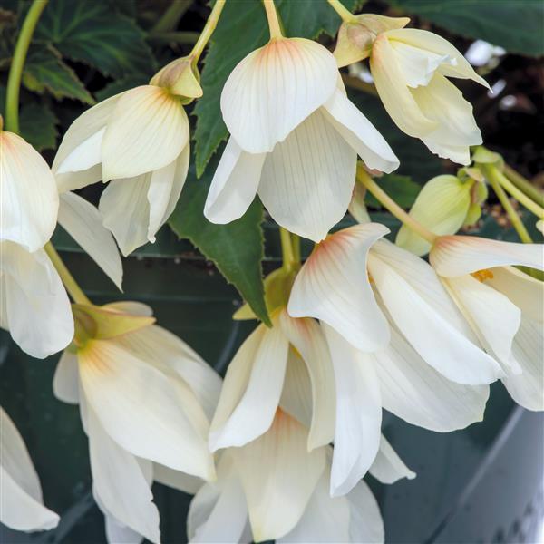 Begonia Groovy White - Bloom