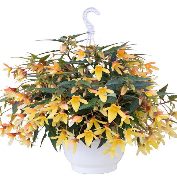 Begonia Groovy Mellow Yellow - Basket