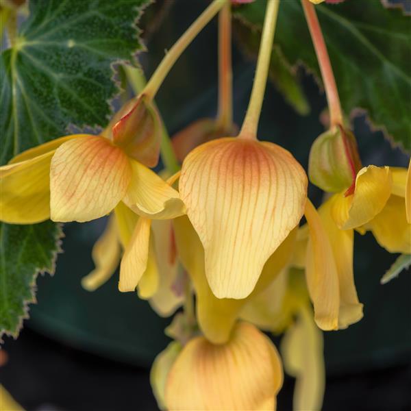 Begonia Groovy Mellow Yellow - Bloom
