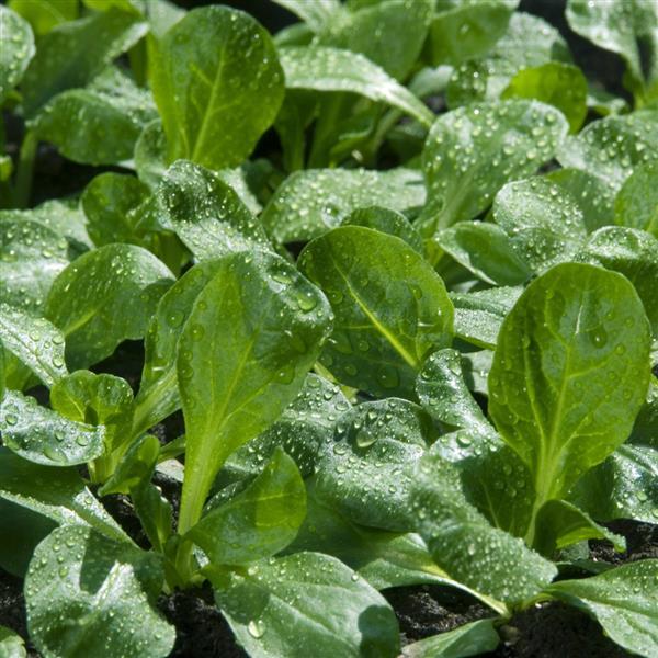 Lettuce Gala Corn Salad - Bloom