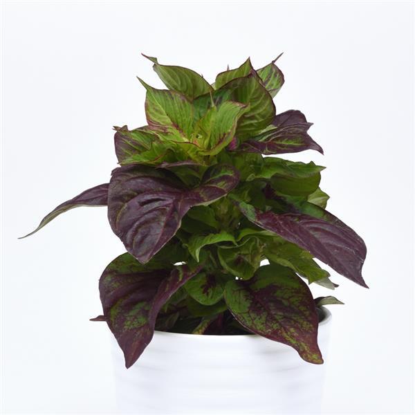 Celosia Foliage, Sol™ Gekko Green - Bloom