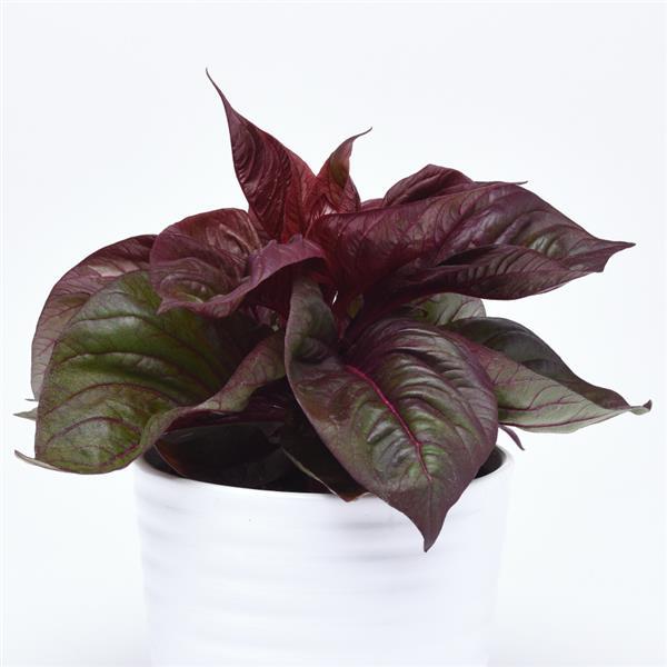 Celosia Foliage, Sol™ Other Lizzard Leaf - Bloom
