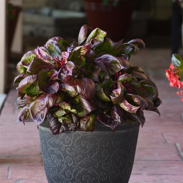 Celosia Foliage, Sol™ Other Lizzard Leaf - Container