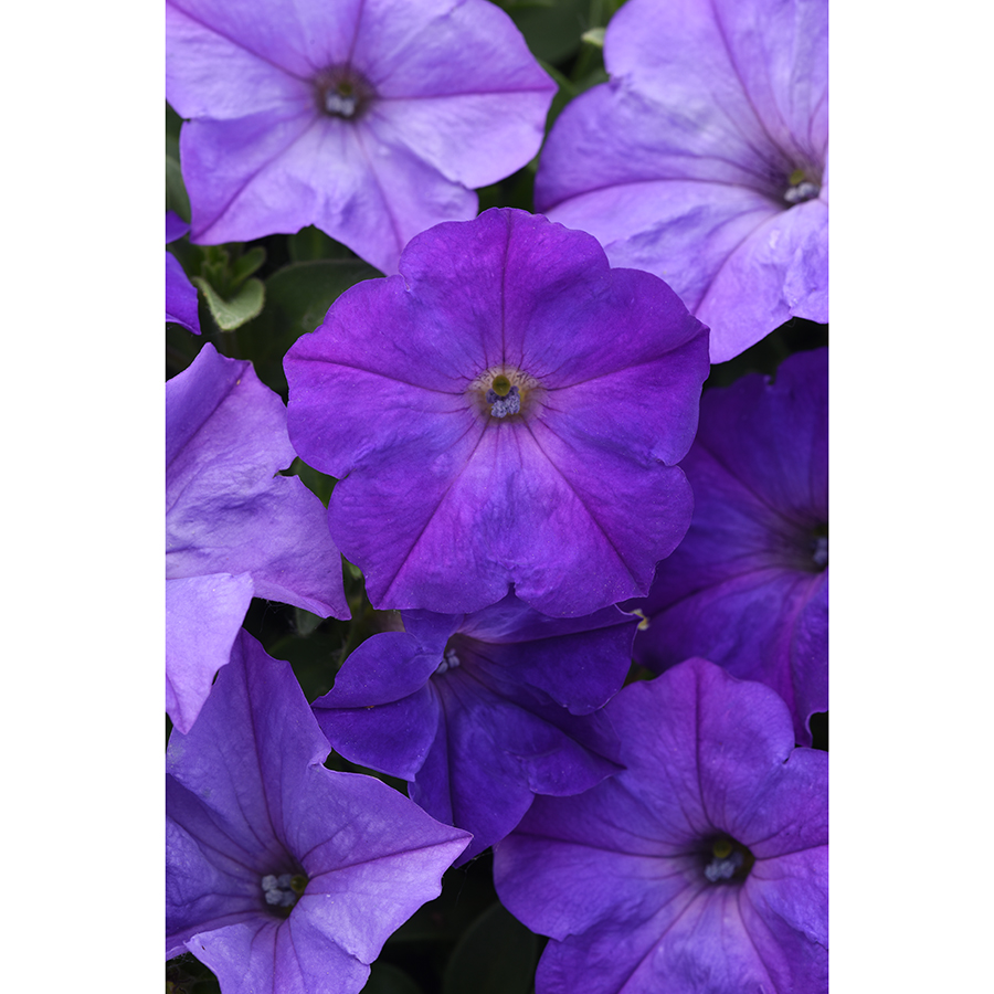 Petunia Easy Wave Lavender Sky Blue - bloom - Bloom