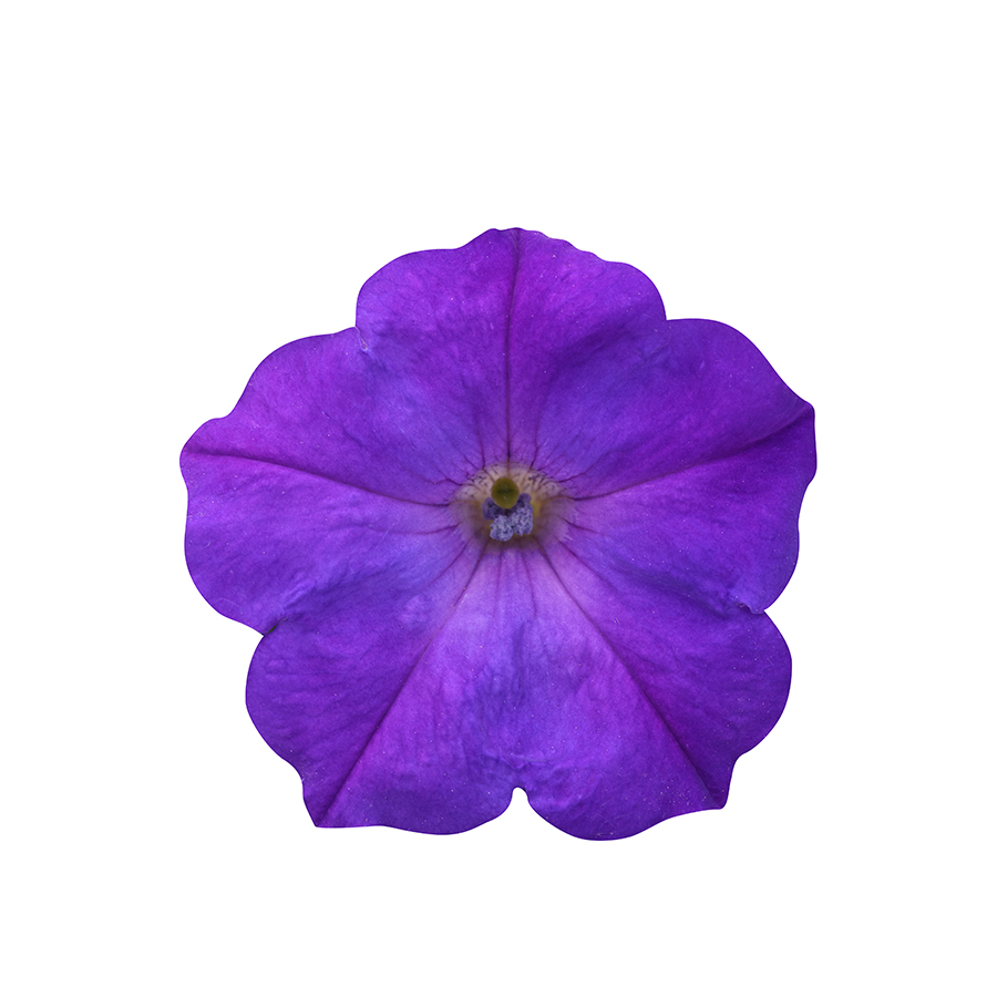 Petunia Easy Wave Lavender Sky Blue - bloom - Bloom
