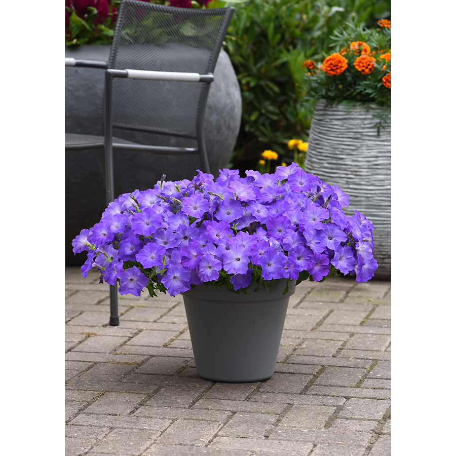 Petunia Easy Wave Lavender Sky Blue - Container