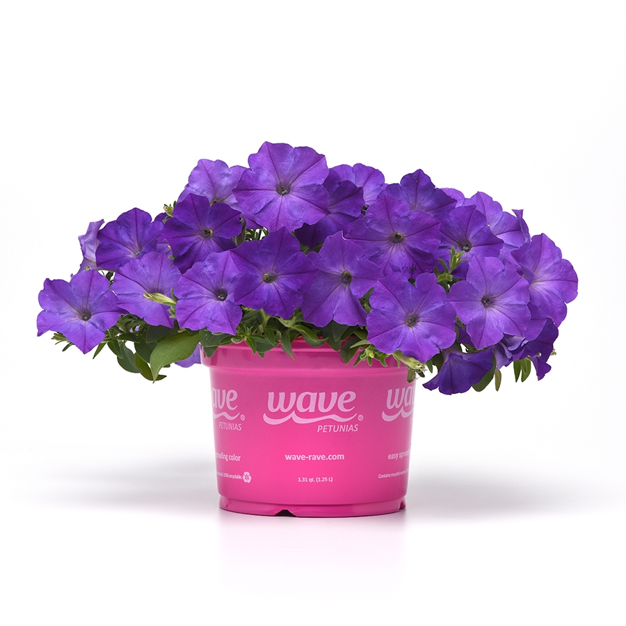 Spreading Petunia Easy Wave Sky Blue - wave container - Container