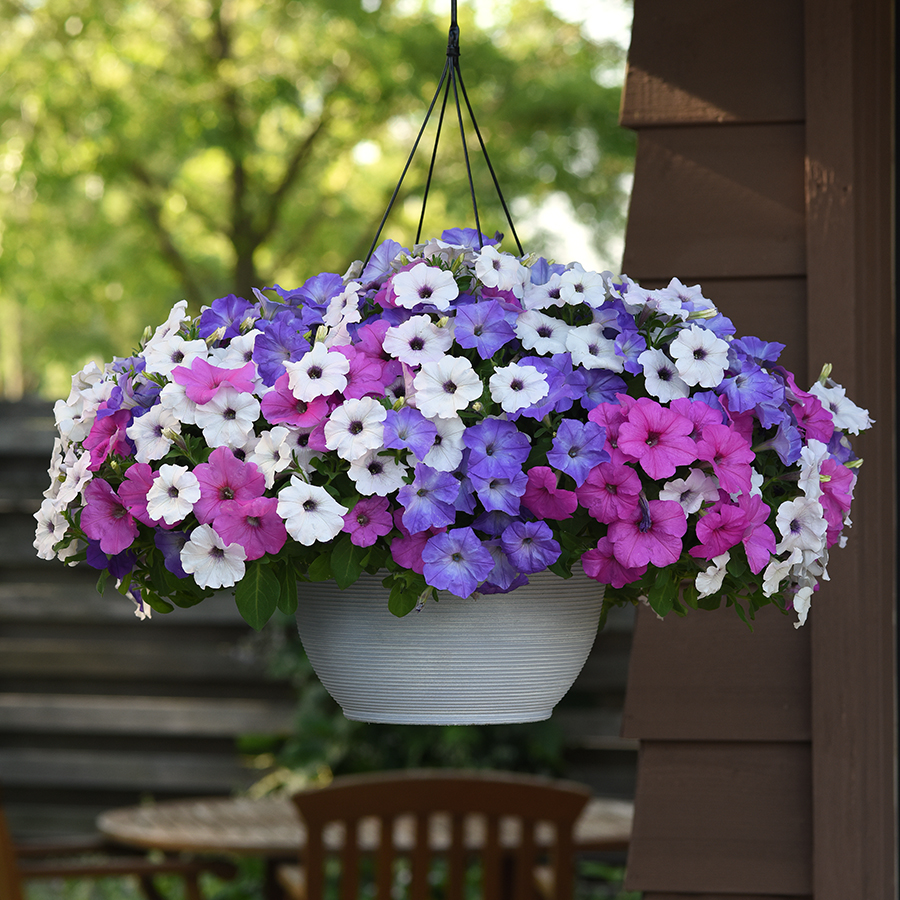 Petunia Easy Wave Lavender Sky Blue - combo - basket - Container