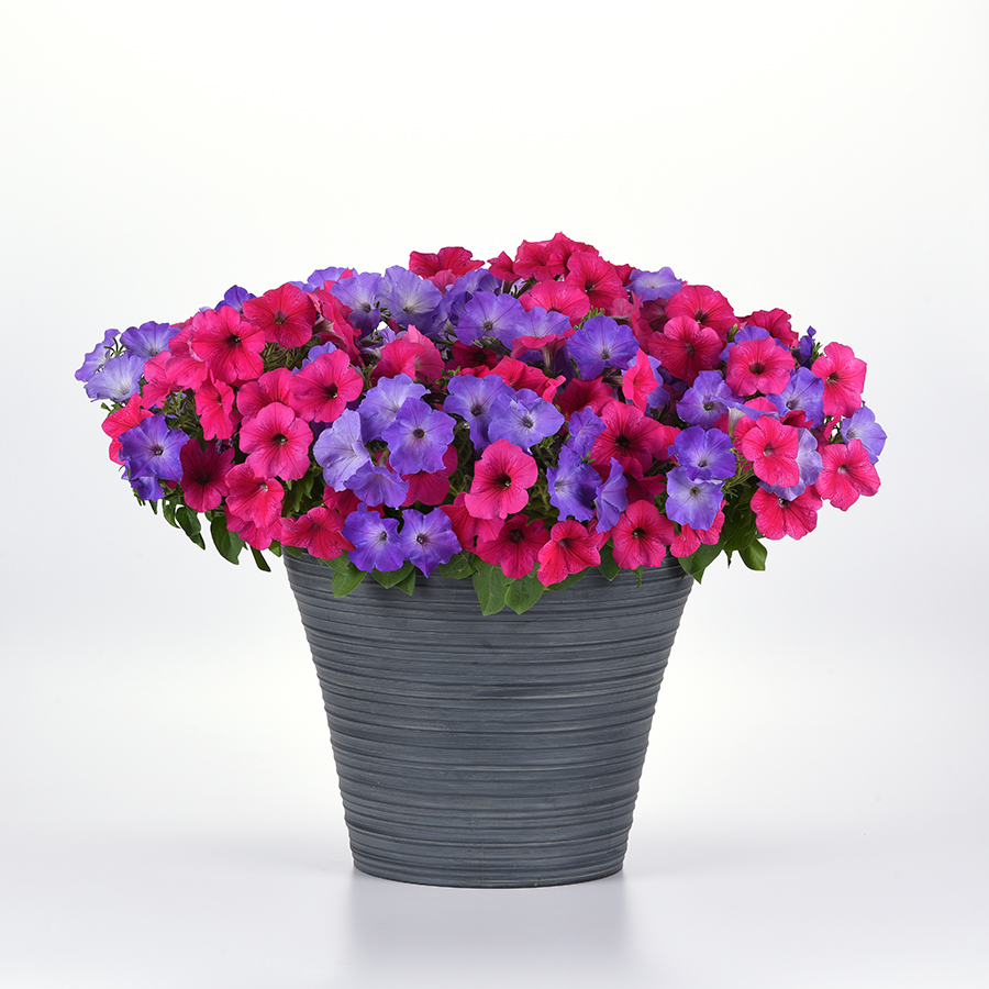 Petunia Easy Wave Lavender Sky Blue - combo