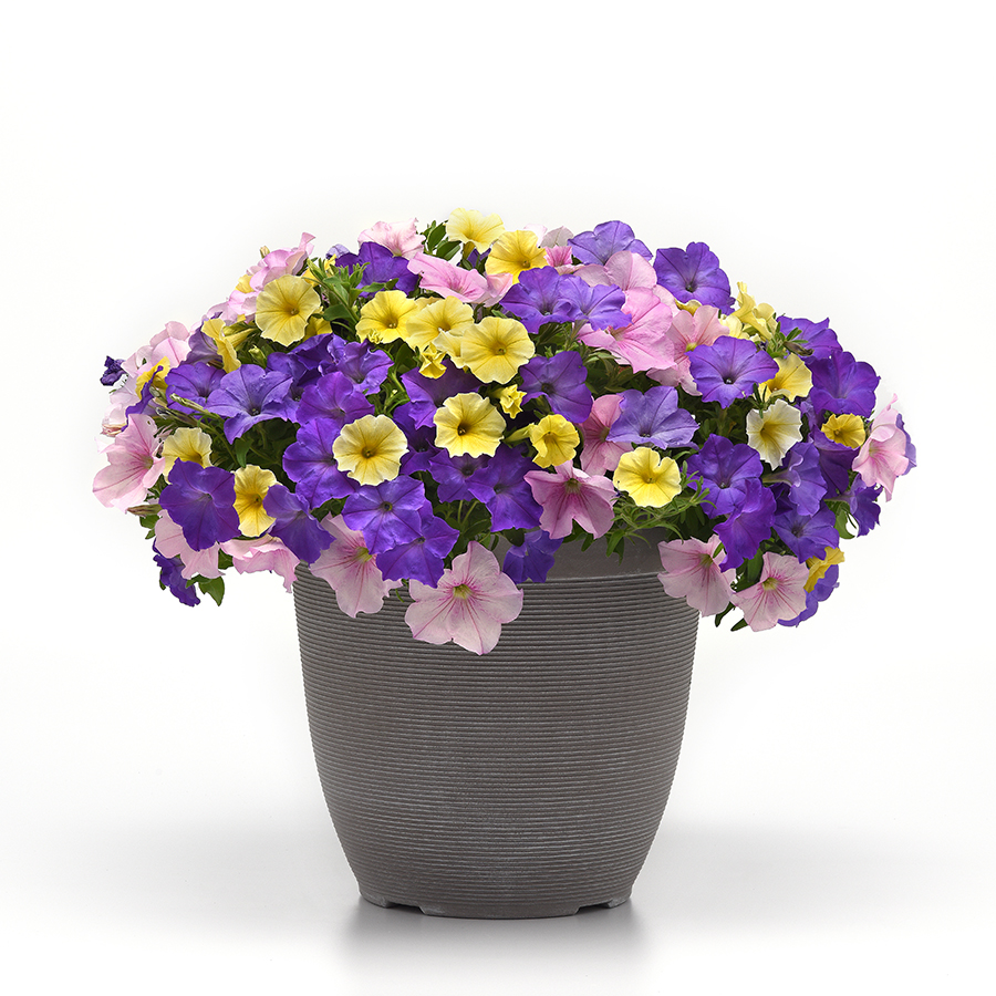Petunia Easy Wave Lavender Sky Blue - combo - Container