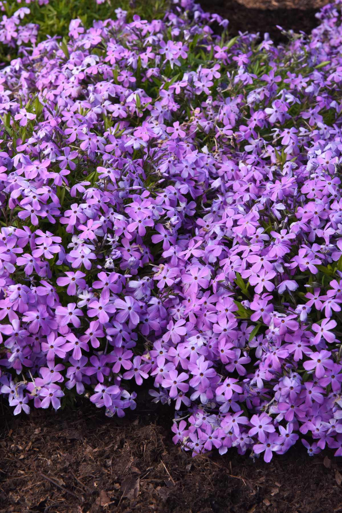 PLANT NAME 